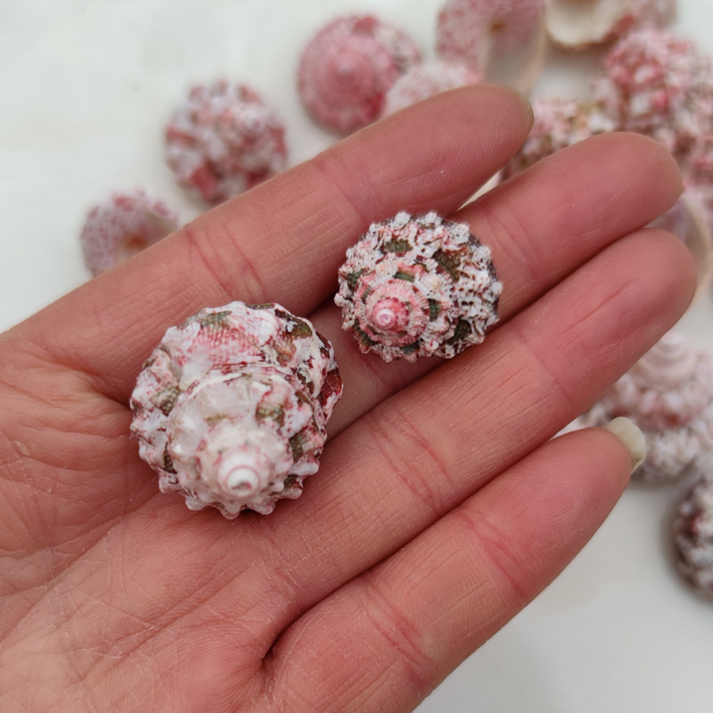 Marine Aquarium Hermit Crab - Doğal Ferraria Gallina Deniz Kabukları, Münzevi