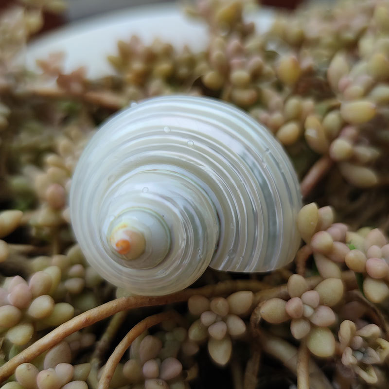 Marine Aquarium Hermit Crab - Doğal Turbo Marmoratus Kabuğu - Floresan