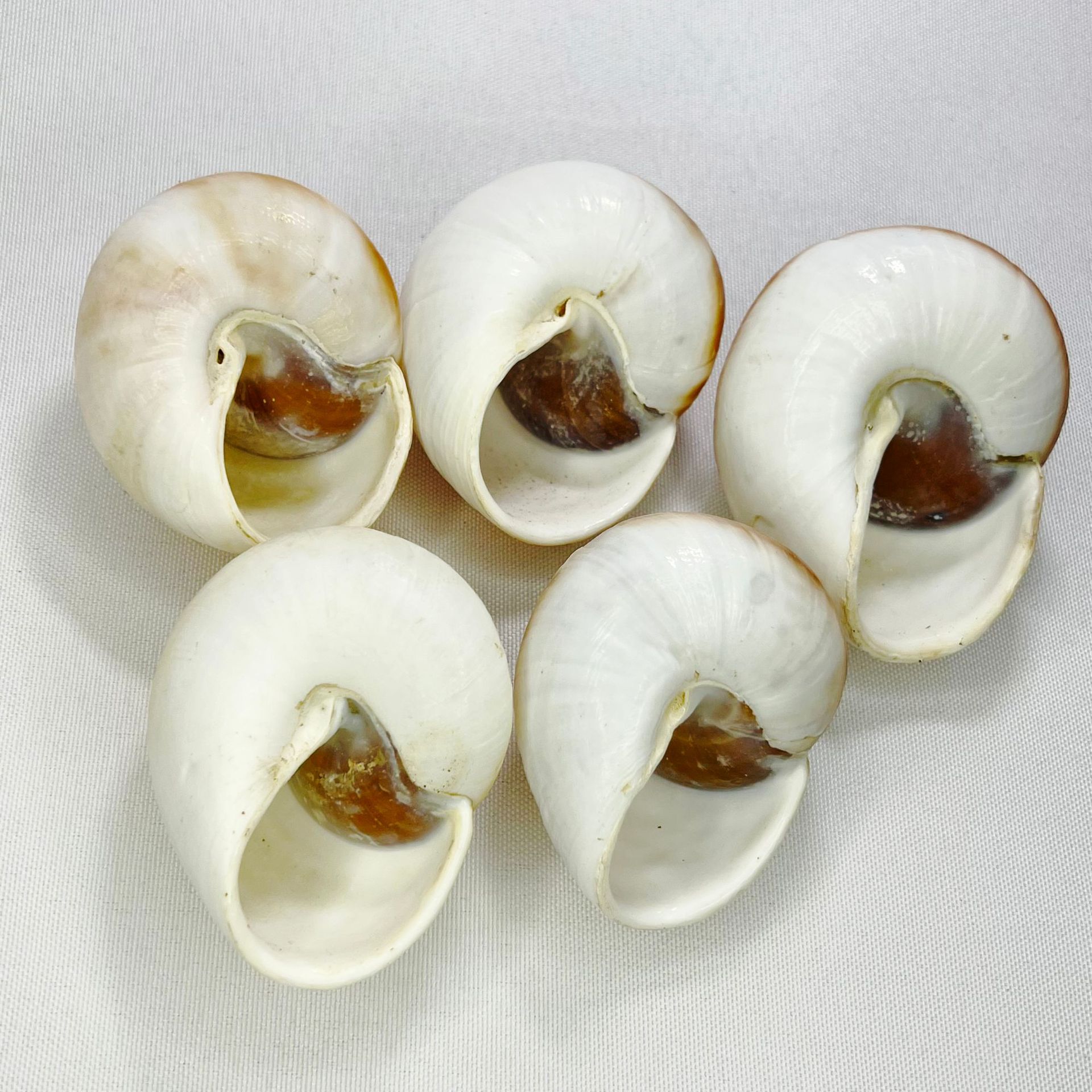 Doğal Bulka Kabuğu - Ekmek Sal - Marine Aquarium Hermit Crab incelemesi ve fiyatı
