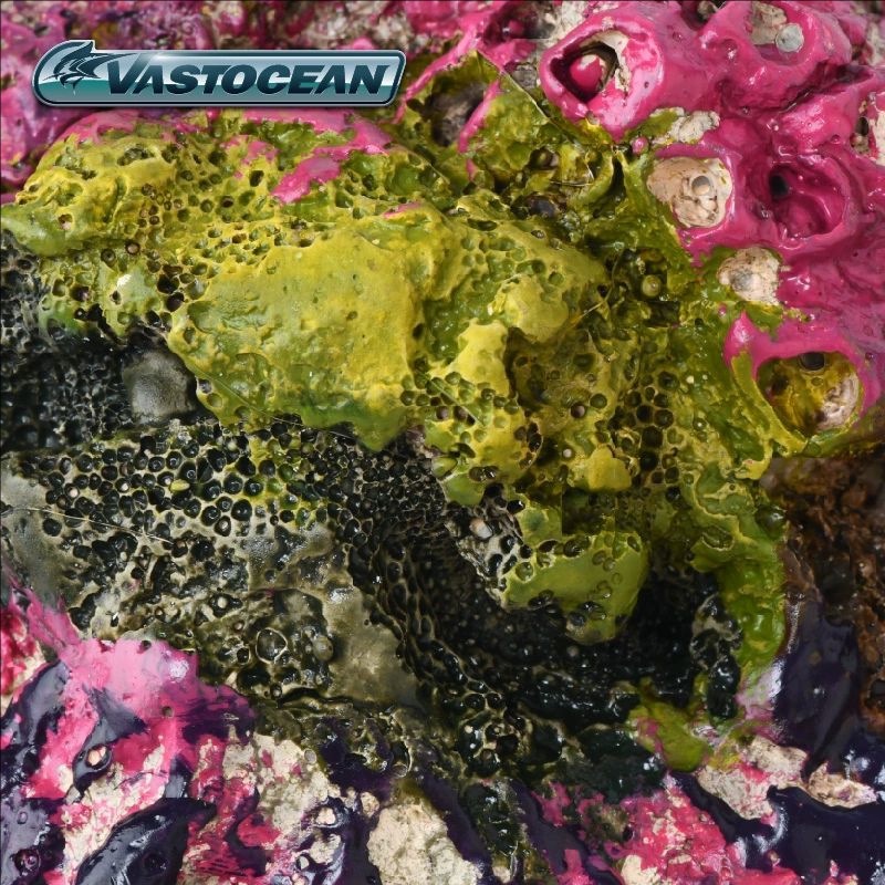 VASTOCEAN Tuzlu Su Akvaryumu M - Marine Aquarium Hermit Crab incelemesi ve fiyatı