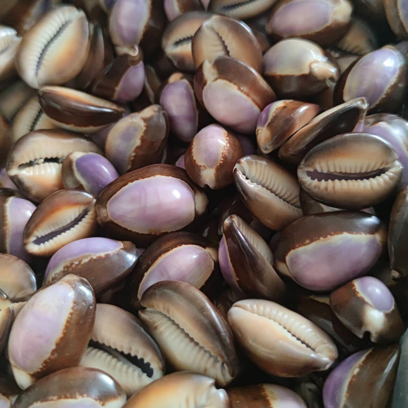 Doğal Cypraea carneola Kabuğu  - Marine Aquarium Hermit Crab incelemesi ve fiyatı