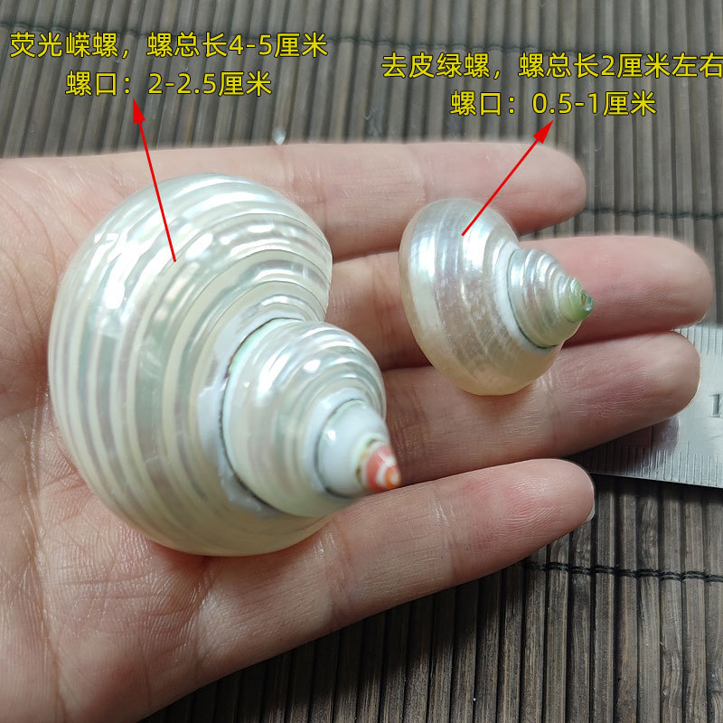Doğal Turbo Marmoratus Kabuğu  - Marine Aquarium Hermit Crab incelemesi ve fiyatı